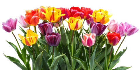 Colorful tulips flowers bush on transparent background © Аrtranq