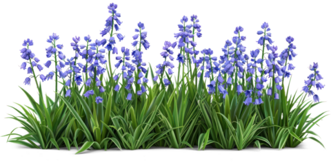 Bluebells flowers bush on transparent background.