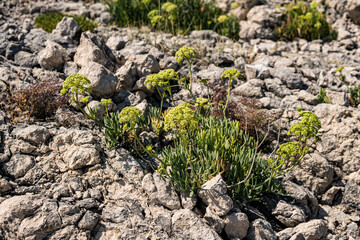 Small plants growing on limestone rocks during summer season in Croatia