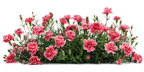 Carnation flowers bush on transparent background