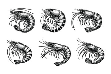 set of shrimp illustration. hand drawn black and white shrimp line art illustration, isolated white background