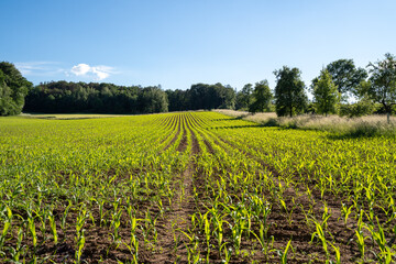 Growing cornfield with small plants in summer