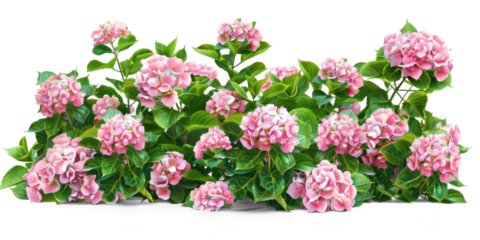 Blooming Pink Hydrangea Bush on Transparent Background