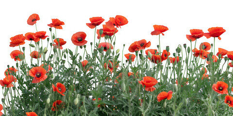 Vibrant Red Poppy Flowers Bush on Transparent Background