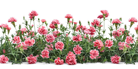 Fototapeta premium Pink Carnations Flowers Bush, Transparent Background