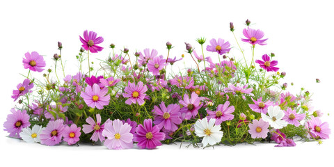 Vibrant Cosmos Flower Bush Isolated on Transparent Background