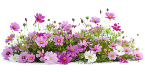 Vibrant Cosmos Flower Bush Isolated on Transparent Background