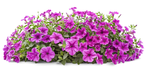 Vibrant Petunia Flowers Bush on Transparent Background
