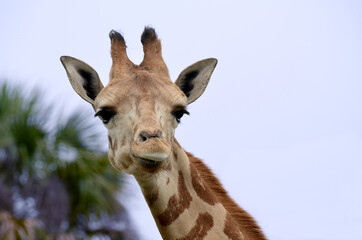 Obraz premium Giraffe with a smirk