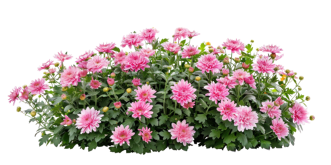 Flowers bush with pink chrysanthemums on transparent background