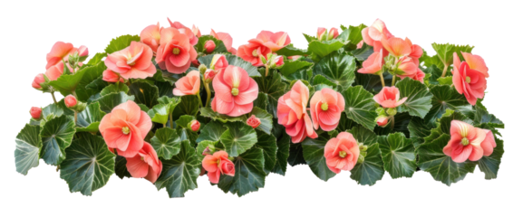 Begonia flowers bush with vibrant blooms on transparent background