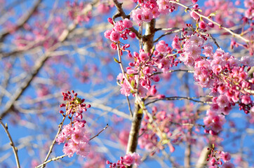 Pink Cherry Blossom