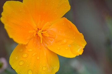 Orange Flower with Water Drops