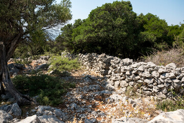 Single old olive tree behind an old wall made from limestone rocks