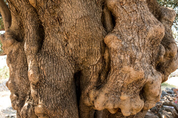 close-up of bark of an old olive tree