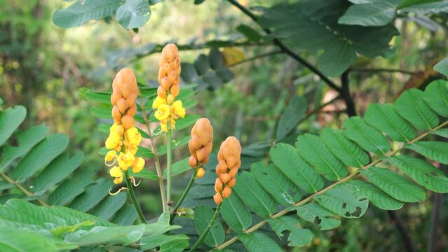 Nautic Gardens Organic Senna Alata (King Of The Forest) Fresh Leaves - 25+ Count