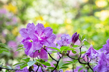 Flowering rhododendron, arboretum Tesarske Mlynany, Slovakia