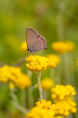 Satyrium abdominalis butterfly on Helichrysum arenarium flower.