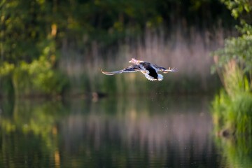 Kaczka w locie © stoodi