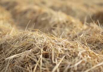 Fototapeta premium Close-up view of dry hay.