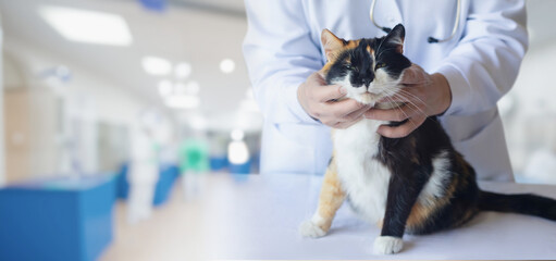 A doctor with a cat in a clinic background.