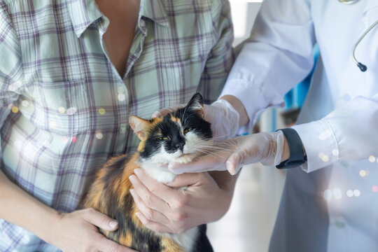 A cat is examined by a doctor in a clinic . - Powered by Adobe