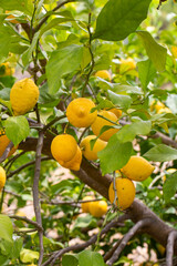 Yellow lemons on lemon tree