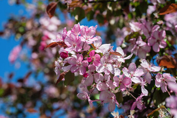Blooming apple tree in the spring garden.