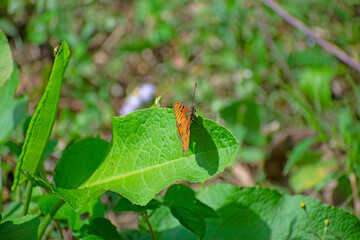 butterfly on a leaf