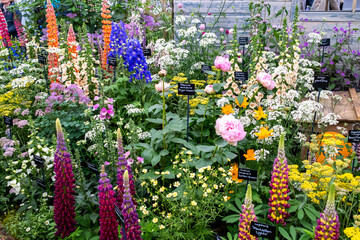 Beautiful award winning indoor flower display at a flower show