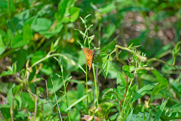 butterfly on a leaf