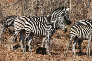 Zebra
