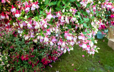 Award winning fuchsia flowers on display at a flower show