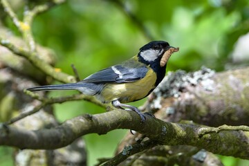 Obraz premium Great tit (Parus major) carries the catch to the nest for the young. Moravia. Europe.