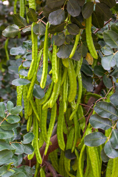 Carob tree , fresh green carob berries carob healthy food, Ceratonia siliqua