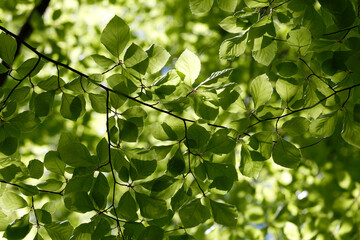 Green foliage. Natural bright background. Lush foliage in the sunlight. Abstract nature. Bottom view.  The concept of summer spring good  warmth, sunshine