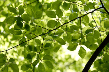 Green foliage. Natural bright background. Lush foliage in the sunlight. Abstract nature. Bottom view.  The concept of summer spring good  warmth, sunshine