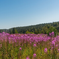 Fototapeta premium Field of Narrow-leaved willowherbs cover the ground in bloom evening primrose family, summer on North
