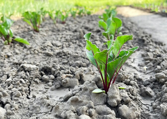Small beetroot sprouts grow on a vegetable bed in the garden