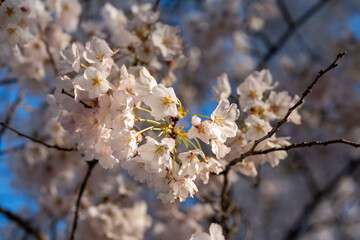 Cherry blossoms in the sunshine in Washington DC