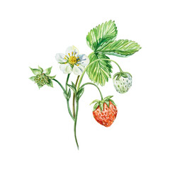 Strawberry watercolor. Twig with leaf, berries and flowers. Vector illustration. For cards, invitations, posters, covers, banners, jam, tea, cosmetics labels.