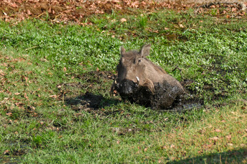 Warzenschwein