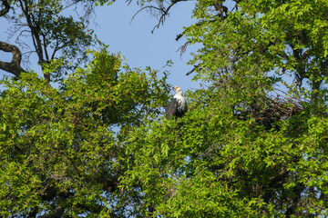 Seeadler