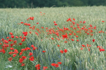 poppy field in summer