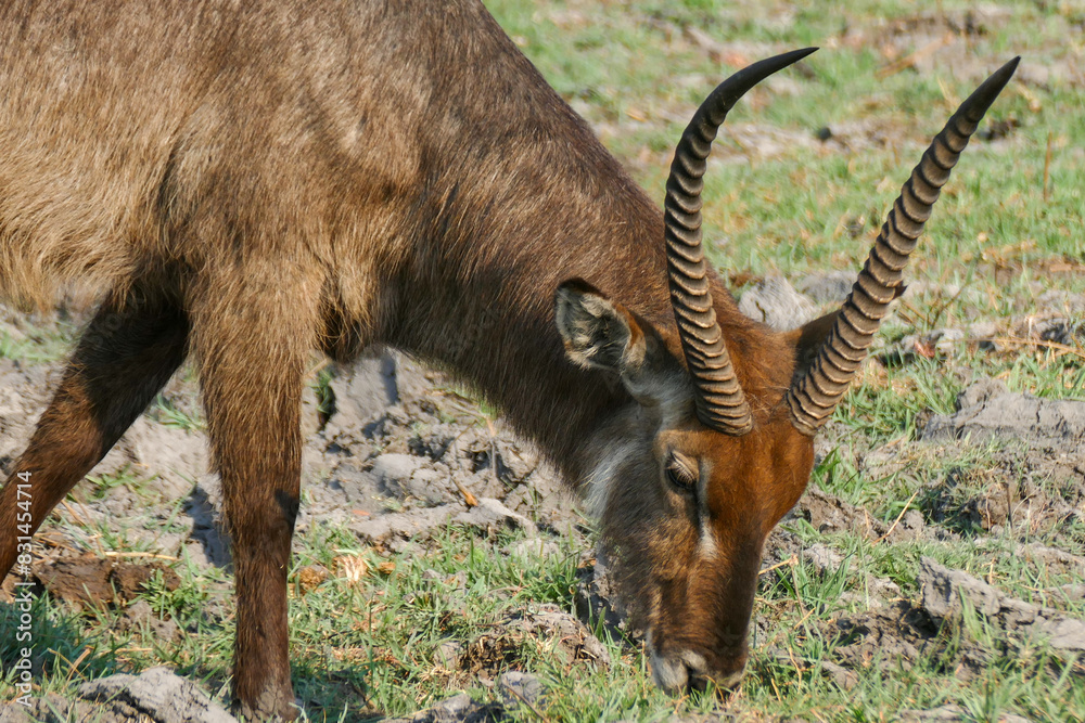 Poster antilope