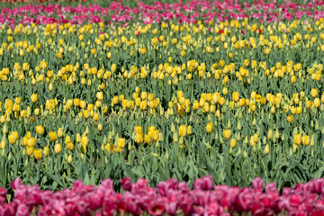 Pink and yellow rows of tulips in a tulip field, Burnside Farms Virginia