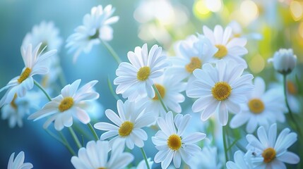 Fototapeta premium a bunch of white flowers with yellow centers in a field