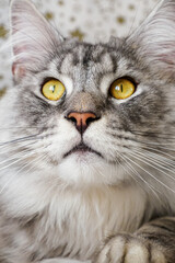 A Maine Coon cat. Fluffy purebred cat of smoky color. Pet.