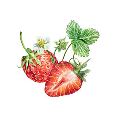 Strawberry watercolor. Whole and half berry, green leaf, flower. Vector illustration. For cards, invitations, covers, banners, tea, juice, jam, cosmetics labels.