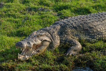Krokodil